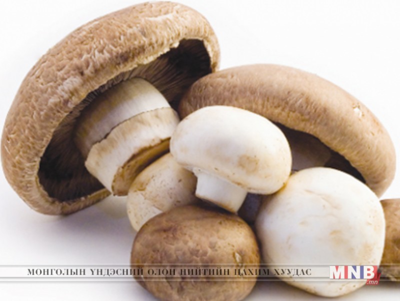 Мөөгний хордлого аюултай