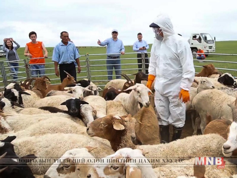 Мал сүргийг өвчнөөс урьдчилан сэргийлэх ажлыг амжилттай зохион байгуулж байна