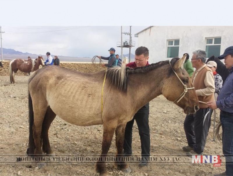 Мянгад адууны омог батлагдлаа