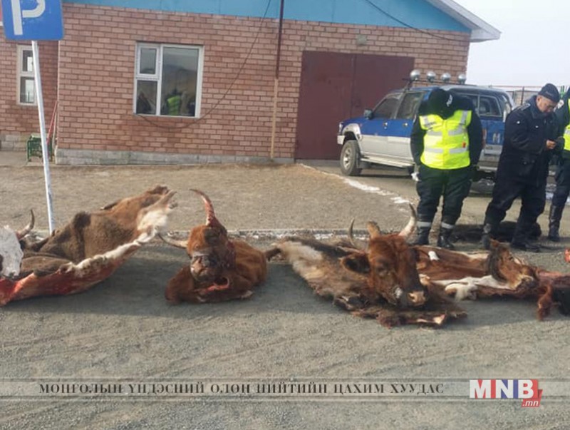 Мал хулгайлдаг бүлэг этгээдийг илрүүлэн шалгаж байна