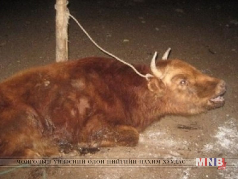 Архангай аймгийн Хотонт суманд 2 үхэр галзуу өвчин тусчээ