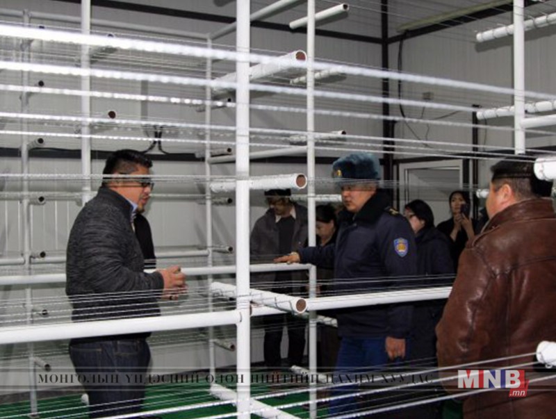 Мөөгний үйлдвэр бүтээгдэхүүнээ ирэх оны хоёрдугаар сараас худалдаанд гаргана
