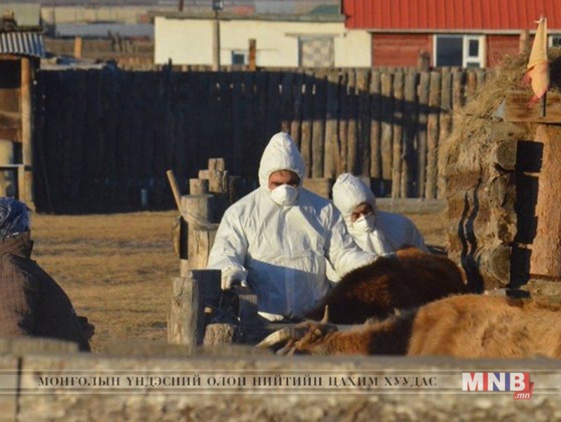 Өвөрхангай аймагт тэмээнд мал, амьтны галзуу өвчний шинж тэмдэг илэрчээ