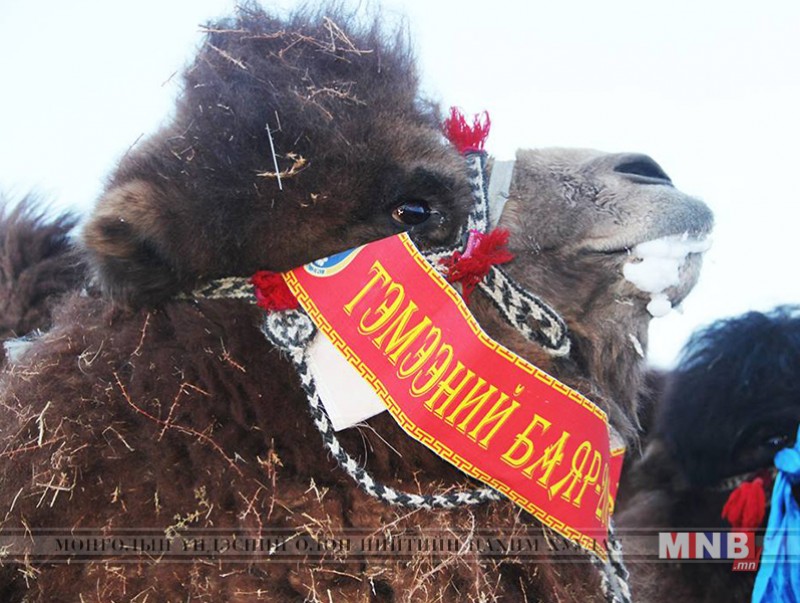 “Тэмээчдийн баяр” боллоо