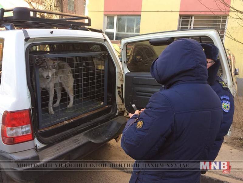 Цагаан сараар цагдаа нарын аюулгүй болгосон "чоно" нохой байжээ