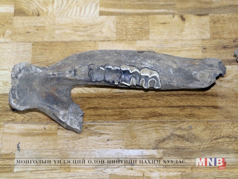 Эртний амьтны олдворуудыг зарж борлуулахыг завдсан этгээдүүдийг илрүүлэн шалгаж байна
