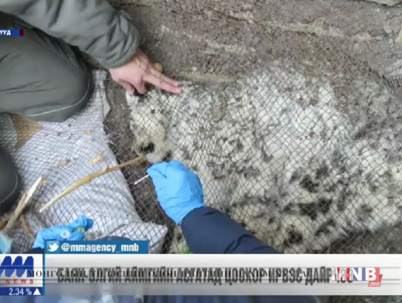 Асгатад цоохор ирвэс дайрчээ
