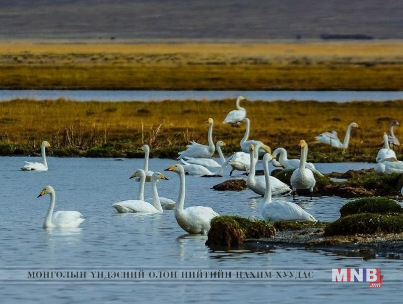 Манай улс шувуудын үржих болон нүүдлийн гол бүс нутаг
