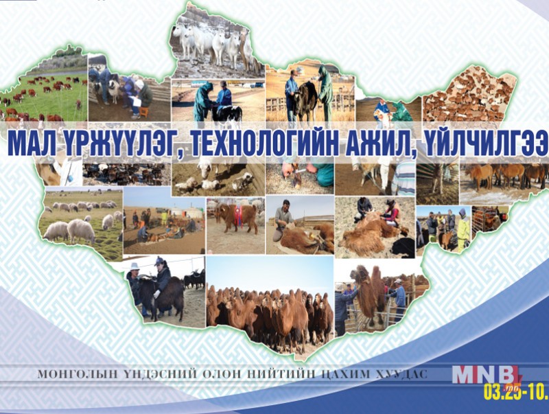 Мал үржүүлэг, технологийн ажлыг тогтсон хугацаанд хийх нь үр өгөөжтэй