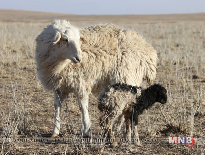 Мал төлөлт 16.7 хувьтай байна