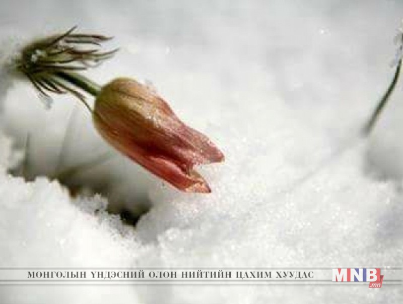 Ханш нээх өдөр тохиож байна