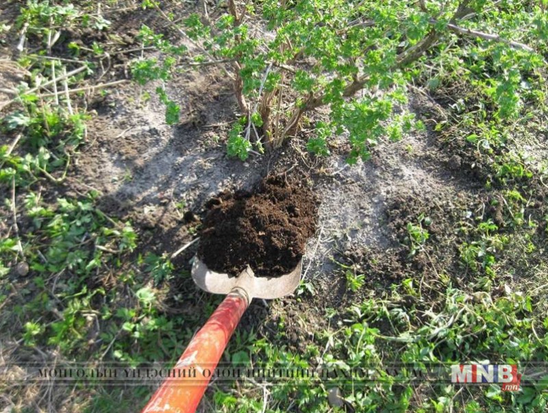 “Бордоо - газрын мөөгөнцөр” сэдвээр хаврын улиралд мод ургамлыг хэрхэн бордох вэ