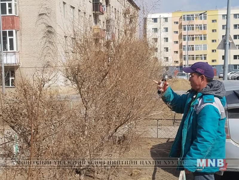 Тохижилт, ногоон байгууламжийн ажлууд эхэлж байна