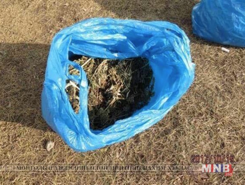 Мансууруулах төрлийн ургамал түүж бэлтгэн тээвэрлэж байсныг илрүүлжээ