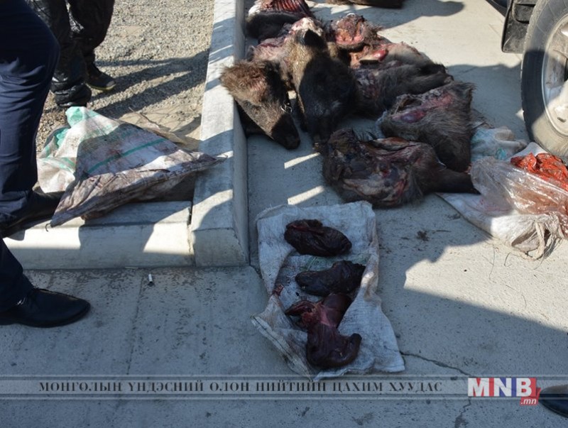 Гарал үүсэл тодорхойгүй зэрлэг гахайн махыг устгалаа