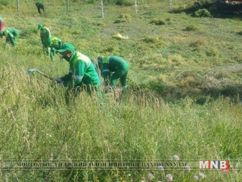 Нийслэл хотын таван хүн тутмын нэг нь харшилтай