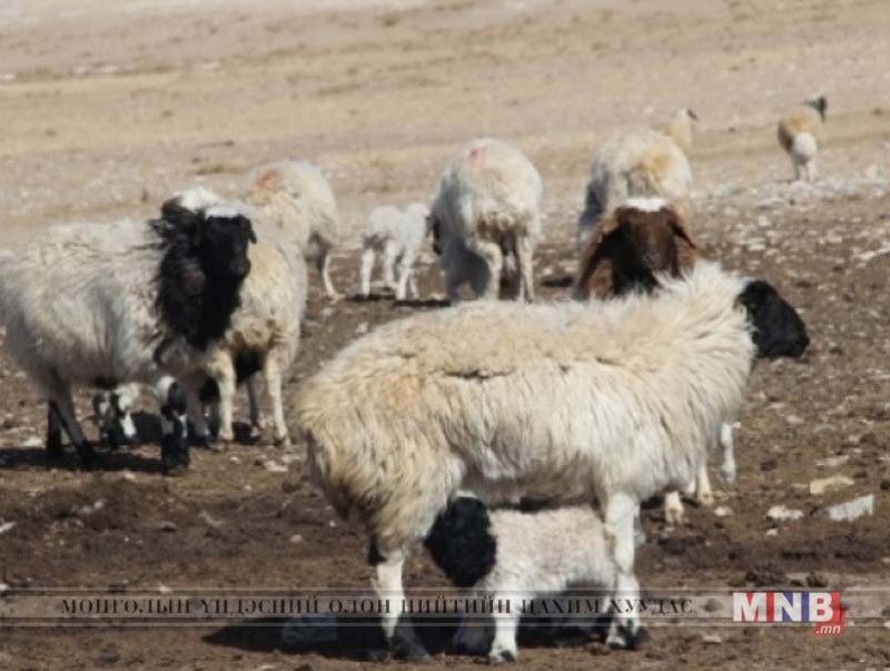Хэнтий аймагт мал төллөлт 63.1 хувьтай байна