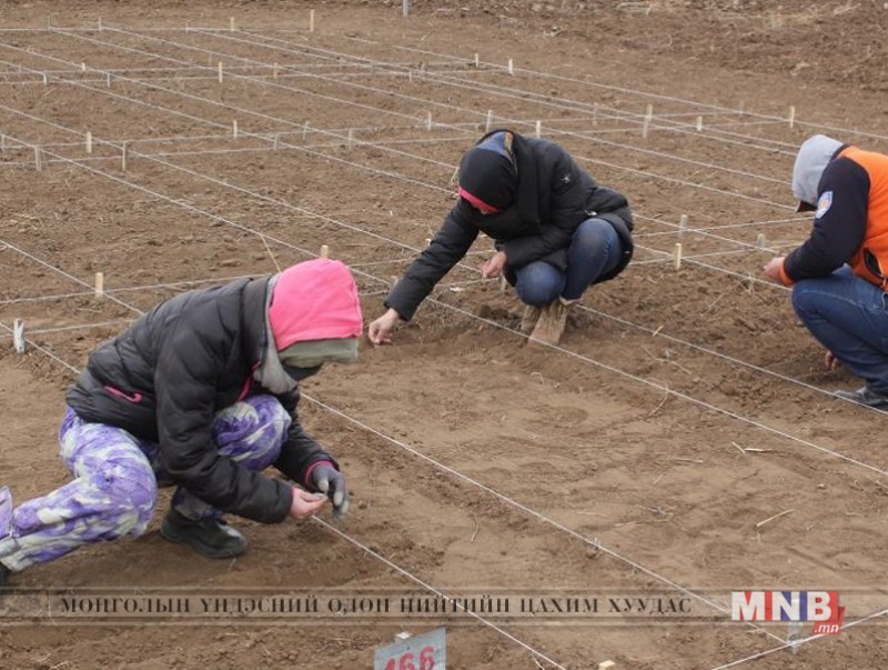 Сорт сорилын хээрийн туршилтын тариалалтыг хийлээ