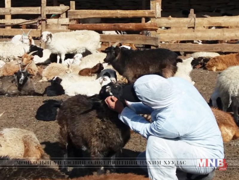 Хачгаар дамжих халдварын хайгуул шинжилгээ хийлээ