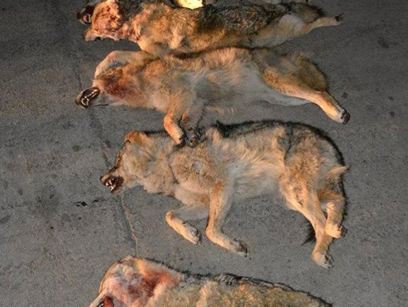 Бодьгал саарал чонын эд, эрхтэнг худалдан авсан, худалдсан зөрчлийн шалган шийдвэрлэлээ