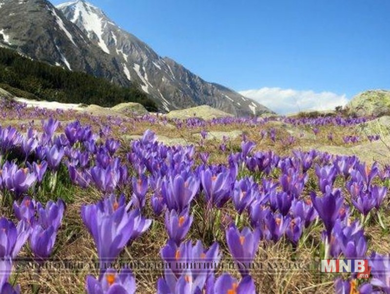 Хаврын анхны цэцэг
