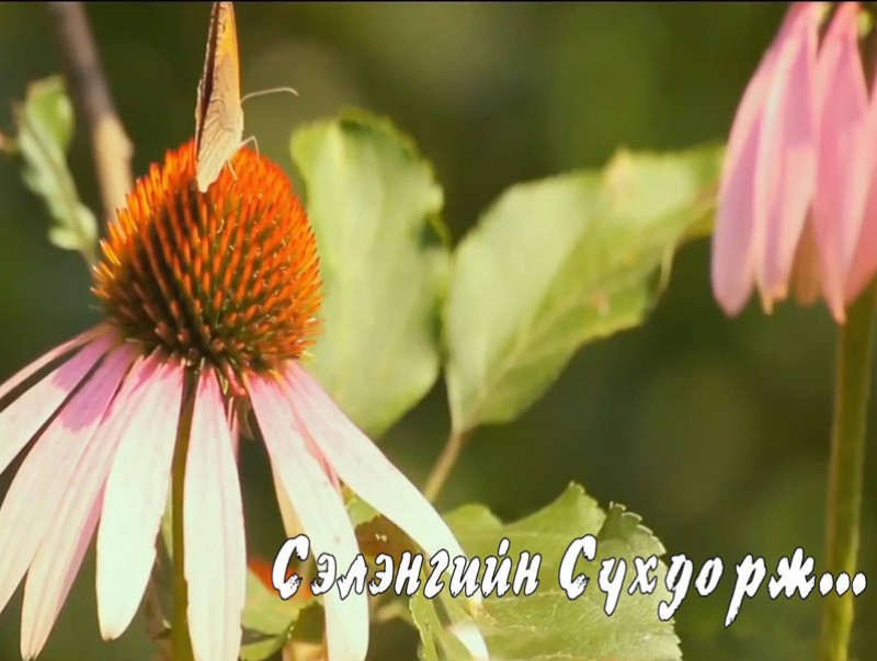 Сэлэнгийн Сүхдорж