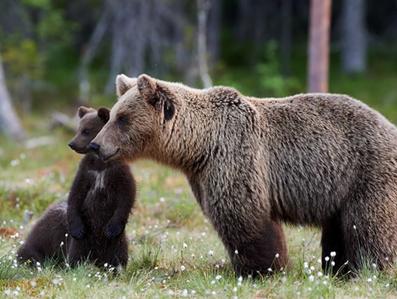 Зэрлэг амьтдаас өөрийгөө хамгаалах аюулгүй байдлын зөвлөмж