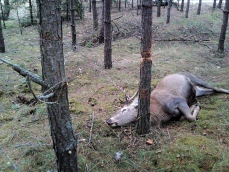 Зэрлэг амьтдыг хууль бусаар агнах зөрчил буурахгүй байна