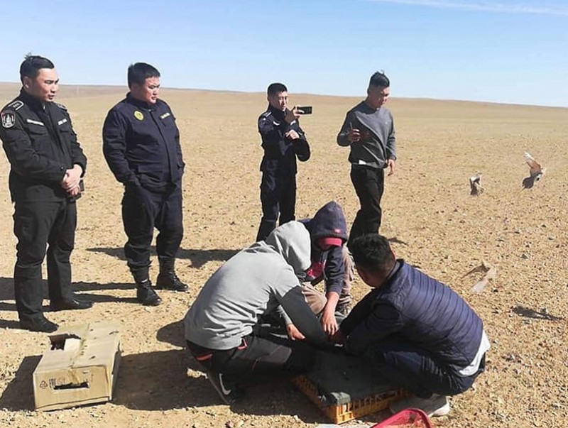 Зөвшөөрөлгүйгээр барьсан 68 ногтрууг байгальд нь эргүүлэн тавьжээ