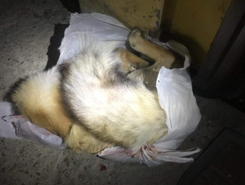 Зөвшөөрөлгүй үнэг агнан тээвэрлэж явсан зөрчилд шийтгэл оногдууллаа