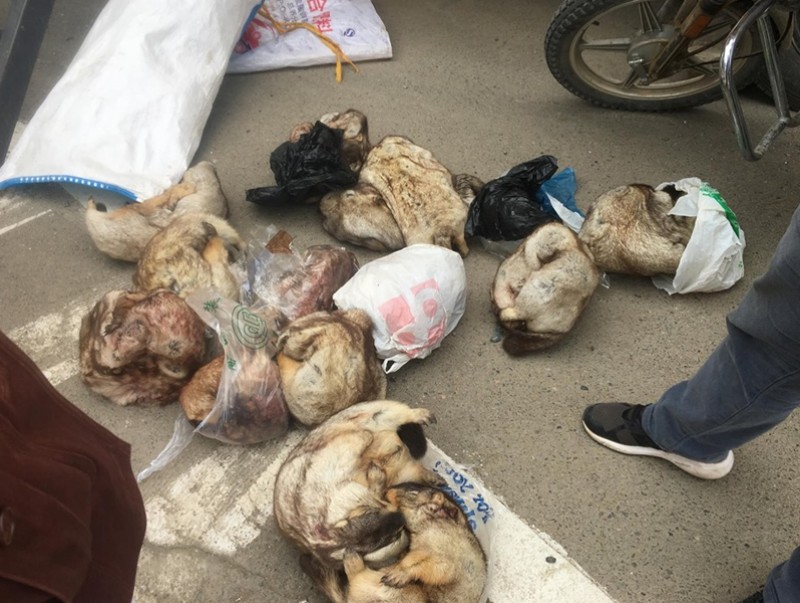 Арван дөрвөн тарваганы арьстай хөлдөөсөн мах нийслэл рүү нэвтрүүлэхийг завджээ
