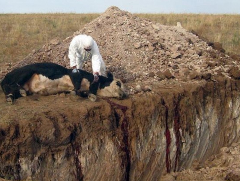 Боом өвчнөөс урьдчилан сэргийлээрэй