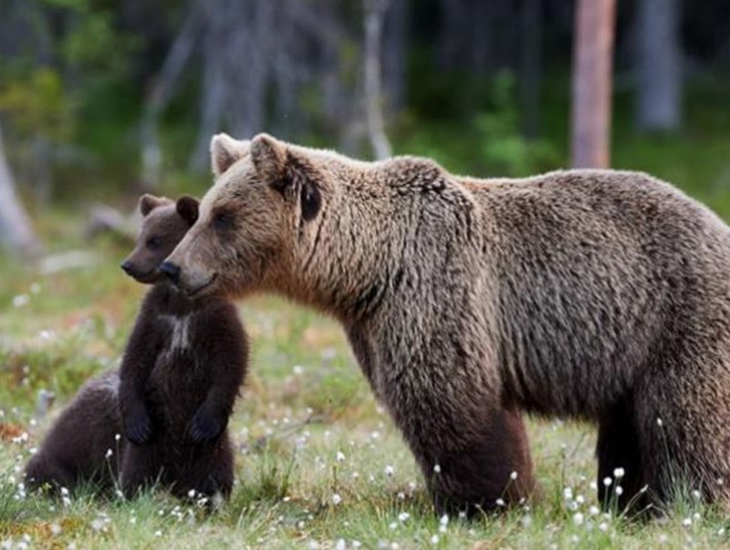 Зэрлэг амьтдаас өөрийгөө хамгаалах аюулгүй байдлын зөвлөмж