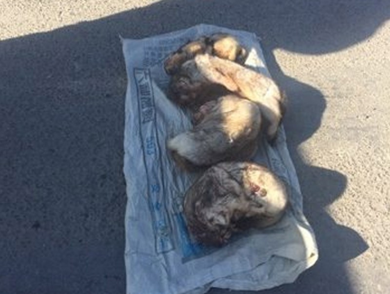 Дөрвөн ширхэг тарваганы тулам тээвэрлэж явсан зөрчилд шийтгэл ногдууллаа