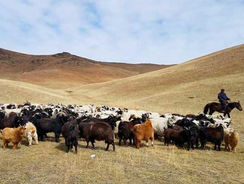 Нийт газар нутгийн 60 гаруй хувьд мал өвөлжиж, хаваржих нөөцтэй байна