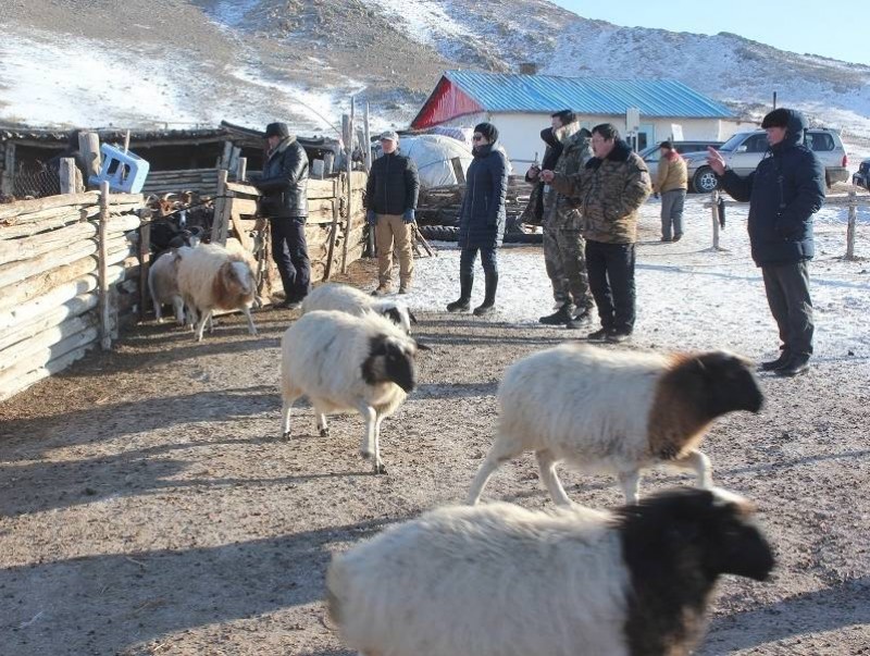 Мал тооллого улс орон даяар эхэллээ