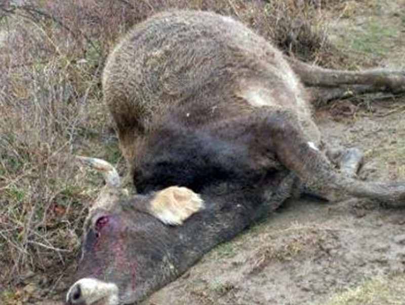 Төв аймгийн Зуунмод суманд үхэр галзуурчээ