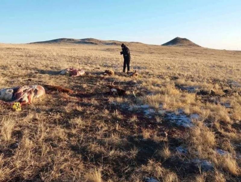 Малын хулгай гэмт хэргүүдийг шуурхай илрүүллээ