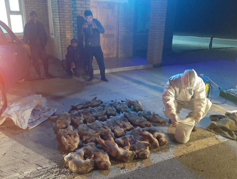 Хууль бусаар тарвага агнаж, тээвэрлэж явсан зөрчлийг илрүүллээ