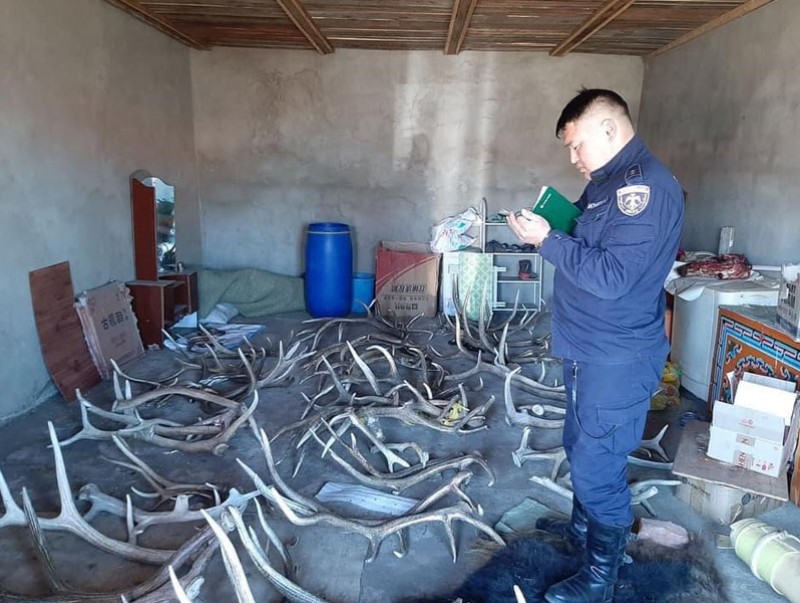 Хашаандаа 58 ширхэг бугын эвэр хадгалж байсныг илрүүлжээ