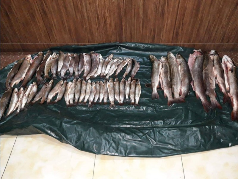 74 ширхэг Сазан загас барьсан хэргийг илрүүлжээ