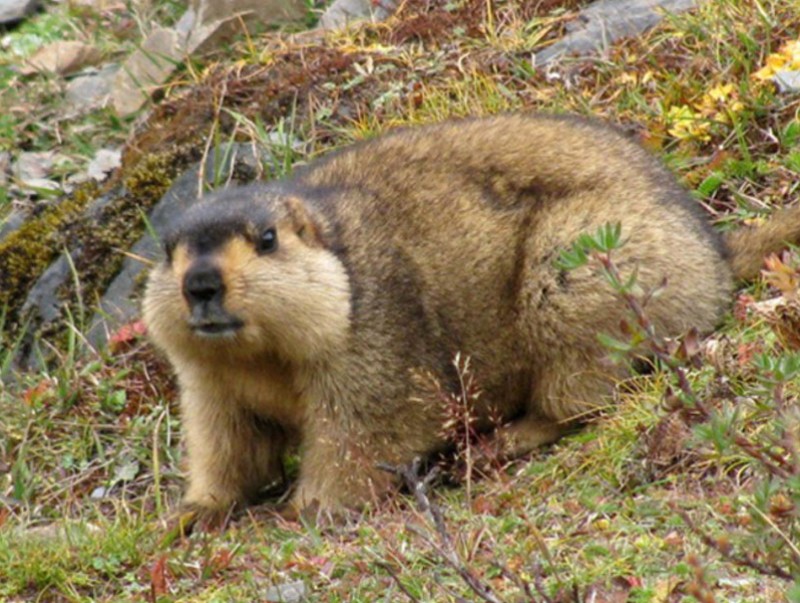 Тарваган тахал өвчний түүхээс
