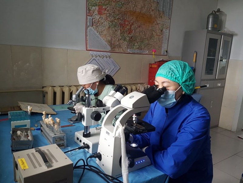 Тарваган тахлын тандалт шинжилгээ хийлээ
