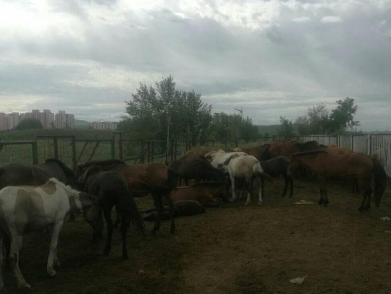 Ногоон бүсэд орсон малыг хашиж байна