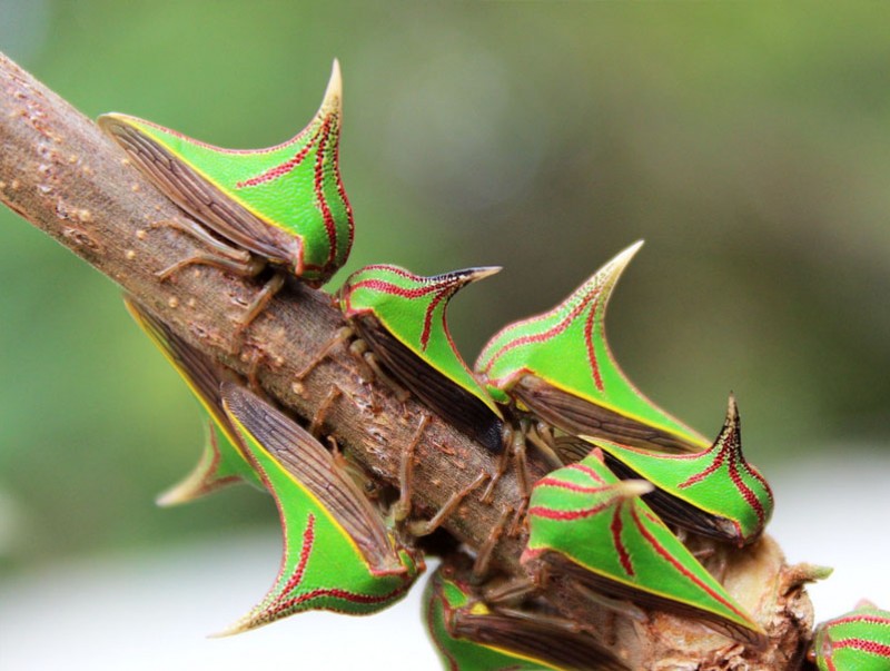 Нууцлаг "Umbonia spinosa"