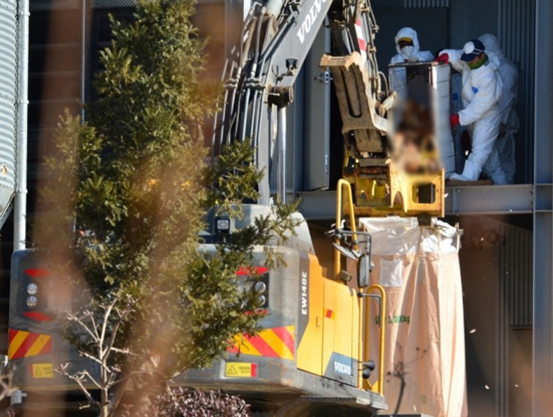 Өмнөд Солонгост шувууны ханиадны “Н5N8” вирусний 82 голомт бүртгэгджээ