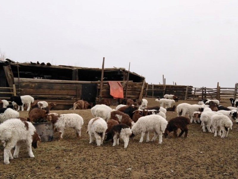 Улсын хэмжээнд нэг сая төл хүлээн аваад байна