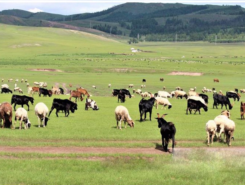100 гаруй мянган га бэлчээрийн ургамлыг хамгааллаа