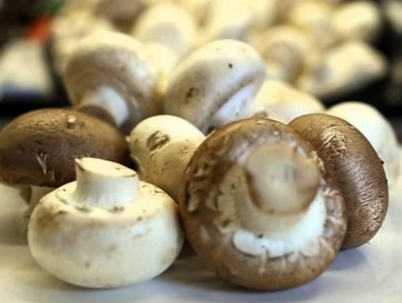 Мөөгний хордлого аюултай