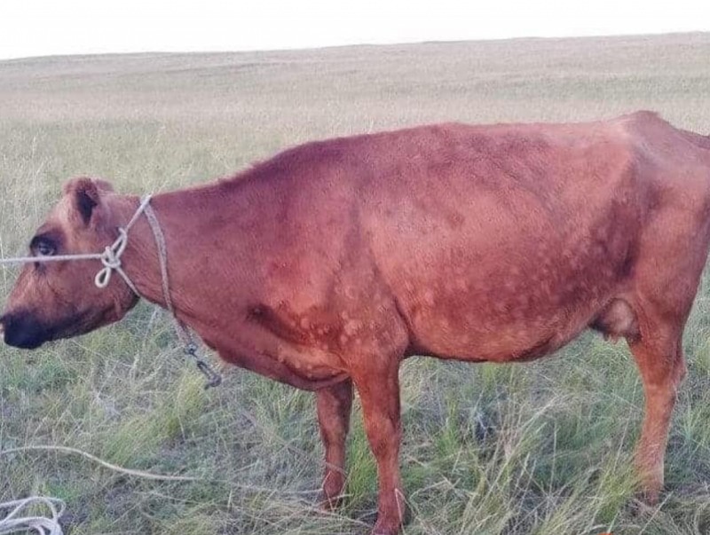 Үхрийн арьс товруутах өвчинтэй тэмцэх ажлыг эрчимжүүлэхийг даалгалаа